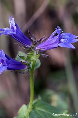 Great Blue Lobelia